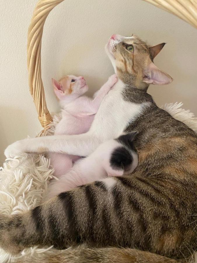 ドバイ Alexandrinaホステル エクステリア 写真
